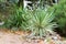 Beautiful yucca with striped leaves in beautiful home yard. Selective focus