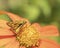 A beautiful Zabulon skipper butterfly busily pollinating a zinnia.