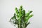 Beautiful Zamioculcas home plant