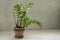 Beautiful Zamioculcas home plant growing in natural clay earthen flower pot on concrete on gray background. Copy space