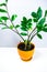 Beautiful zamioculcas home plant with several young shoots in an orange flowerpot. Concept of houseplants cultivation