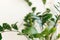 Beautiful zamioculcas plant in sunny light on window sill on white background. Houseplant. Plants in modern interior room. Fresh