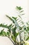 Beautiful zamioculcas plant in sunny light on window sill on white background. Houseplant. Plants in modern interior room. Fresh