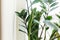 Beautiful zamioculcas plant in sunny light on window sill on white background. Houseplant. Plants in modern interior room. Fresh