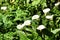 Beautiful Zantedeschia aethiopica plant in the garden