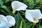 Beautiful Zantedeschia aethiopica plant in the garden