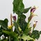 Beautiful Zantedeschia houseplant `Lemon Drop`