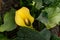 Beautiful Zantedeschia houseplant `Lemon Drop`