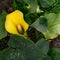 Beautiful Zantedeschia houseplant `Lemon Drop`