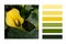 Beautiful Zantedeschia spotted houseplant `Lemon Drop`  in a colour palette
