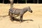 A beautiful zebra from africa saffari