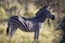 Beautiful zebra in the African savannah of South Africa this herbivorous animal is very attractive for safaris and live the