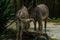 Beautiful zebra animals are eating grass, mother and child zebras