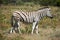 Beautiful zebra and cattle egret.