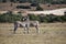 A beautiful zebra couple on a meadow in South Africa