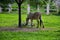 Beautiful zebra eating grass on the ground. Black and white striped coats animal called plains zebra standing