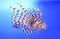 Beautiful zebra fish or striped lionfish in the aquarium