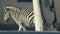 Beautiful zebra goes to the zoo pen hippotigris