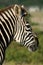 Beautiful zebra portrait