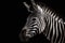 Beautiful zebra portrait with black or dark background