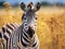 A beautiful zebra in the vast savannah grassland of Ol Pejeta Conservancy