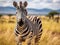 A beautiful zebra in the vast savannah grassland of Ol Pejeta Conservancy