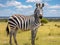 A beautiful zebra in the vast savannah grassland of Ol Pejeta Conservancy