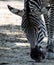 Beautiful zebra at the zoo park Lignano Sabbiadoro Italy