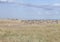 Beautiful zebras in the beautiful Ol Pejeta Conservancy landscape, Kenya