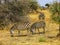 Beautiful zebras in the savanne of Africa
