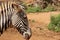 Beautiful zebras wild animals herbivores fast stripes