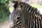 Beautiful zebras wild animals herbivores fast stripes