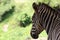 Beautiful zebras wild animals herbivores fast stripes