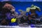 Beautiful zebrasoma salt water aquarium fish