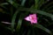 Beautiful zephyranthes minuta flower