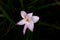 Beautiful zephyranthes minuta flower