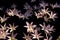 Beautiful zephyranthes minuta flowers