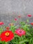 beautiful zinnia elegan flowers blooming in the garden