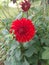 Beautiful zinnia finally bloomed