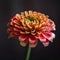 Beautiful Zinnia Flower