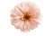 beautiful zinnia flower isolated