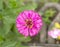 Beautiful zinnia flowers on blurred background