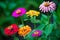 Beautiful zinnia flowers growing in the garden. Nature concept