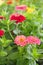 Beautiful Zinnia Flowers in a Local Garden