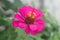 beautiful zinnia flowers shaped like sunflowers with a smaller size growing in the backyard garden