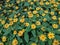 beautiful Zinnia Profusion Yellow flowers