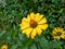 beautiful Zinnia Profusion Yellow flowers