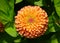 Beautiful Zinnia `Queeny Lime Orange` flower