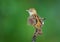 Beautiful zitting cisticola bird picture