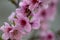 Beautiful zoom pink flowers background  which were on a blossoming tree